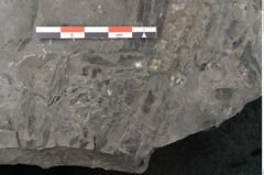 Foto (Detailansicht) von Zamiostrobus lunzensis Ettingshausen (NHMW-GEO-2024-0188-10602)